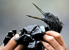 Exxon Valdez oil coats water birds
