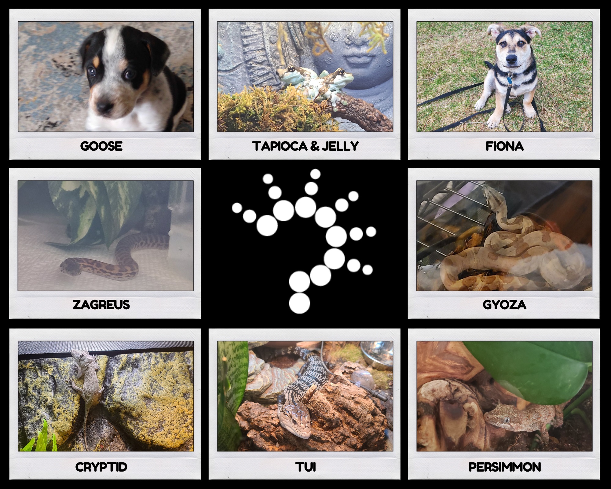 Roper's Pandemic Pets