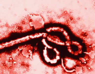 Ebola image