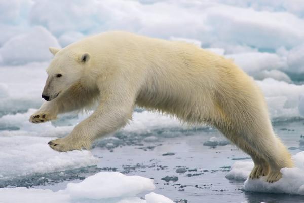 polar bear image