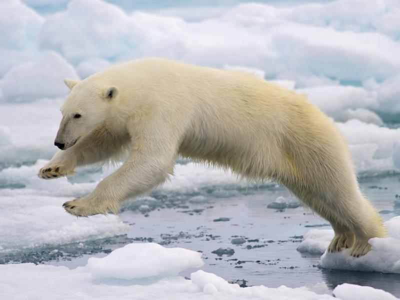 polar bear image