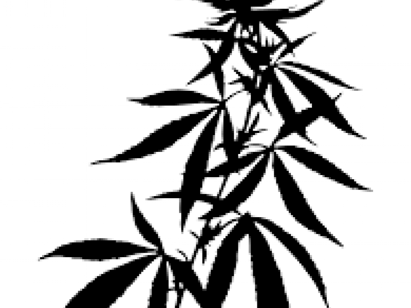 Marijuana plant silhouette